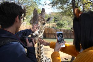 On October 31, the art classes took a field trip to the Dallas Zoo for an assignment. 